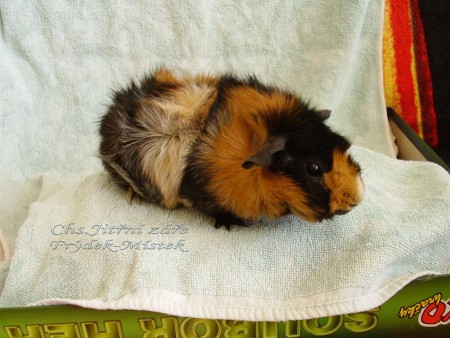 Babetka_Féníxovo pírko